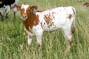 Savvy Sue - Savvy Hitter x Adrenalin - 2006 heifer - s_2814