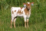 Phenome Not Calf 2006 - Phenome Not x Victory Lap - 2006 Heifer - s_2845