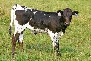 Coshocton - Field Dandy x Over Head - 2006 Heifer - s_3013