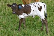 Dixie Sensor Calf 2006 - Dixie Sensor x Over Kill - 2006 Heifer - s_3019