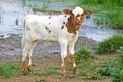 Super Shot Calf 2006 - Super Shot x Victory Lap - 2006 Bull - s_3187