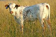 s_3211_s.jpg - Jumper Choice x Mile Marker - 2006 Heifer