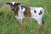 Shania Calf 2006 - Shania x Overkill - 2006 Heifer - s_3311
