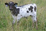 Kill On Demand - Senachoo x Over Kill - 2006 Bull - s_3315