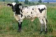 Over Dew - Do Over x Over Kill - 2006 Heifer - s_3325