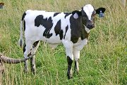 Winter Kill RJC - Savvy Blend x Over Kill - 2006 Bull - s_3327