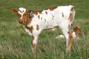 Furman Calf 2006 - Furman x Super Duty Bull - s_3375