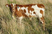 Romantic Bandit - Tux 'N Gun x Super Bowl - 2006 Bull - s_3715