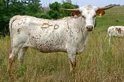 Awesome Symbol - Awesome Symbol - s_3813