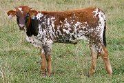 Maple Win - Marla Maples x Winchester - 2006 Bull - s_4157