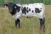 Killo Greeter - Over Shadowed x Over Kill - 2006 Bull - s_4355