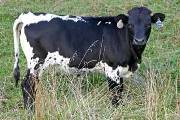 Winificial - Superficial x Winchester - 2006 Heifer - s_4411