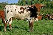 Shine All Over Calf 2005 - Super Shine - s_4548