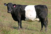 Buelingo