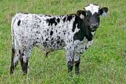 Win The Gold - Search For Gold x Winchester - 2006 Bull - s_5114