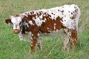s_5121_s.jpg - Head Over Heels x Mile Marker - 2006 Heifer