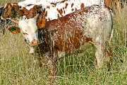 Akeelah - Mara Karaka x Akeem - 2006 Heifer - s_5438