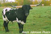 shadow_alarm_s.jpg - Shadow Alarm - Mark Johnson Photo