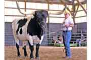 shakey_shadow_s.jpg - Shakey Shadow - Riding Steer