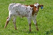 Queen of Adrenalin Calf 2007 - Queen of Adrenalin x Victory Lap - 2006 Bull - t_0842