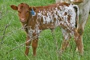 Kookadoo - Kookachoo x Super Duty - 2007 Heifer - t_0880_calf