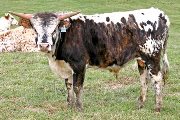 Tycoon - Field Most x Unlimited - 2006 Bull - t_0886