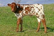 Win The Dancer - Dancer x Winchester - 2007 Bull - t_0891