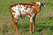 Just It Calf 2007 - Just It x Super Duty - 2007 Bull - t_0932