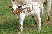 Paris Hilton Calf 2007 - Paris Hilton x Super Duty - 2007 Heifer - t_0966