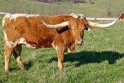 Rusty Thorn - Shadow Thorn x Highway Man - 2003 Steer - t_1146