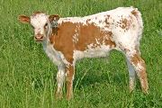 t_1974_s.jpg - All Presend x Mile Marker - 2007 Bull