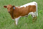 Savvy Scandal Calf 2007 - Savvy Scandal x Superb - 2007 Bull - t_1975