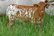 Kookadoo - Kookachoo x Super Duty - 2007 Heifer - t_1978