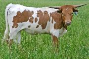 Duty Bound - Pompus x Super Duty - 2006 Heifer - t_2102