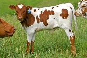 Superb Draft - Draft Dodger x Superb - 2007 Heifer - t_2261