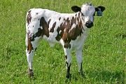 t_2289_s.jpg - Just Score x Mile Marker - 2007 Heifer