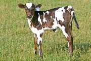 Amber Sky - Super Sky x Over Kill - 2007 Heifer - t_2290