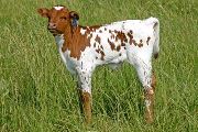 Win Coeta Calf 2007 - Win Coeta x Superb - 2007 Bull - t_2332