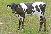 Overchoo - Senachoo x Over Kill - 2007 Heifer - t_2865