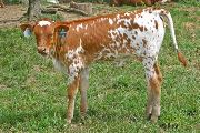 Slap Leather - Gizmo Gail x Over Kill - 2007 Heifer - t_3000
