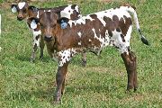 Blazon Kill - Unblazon x Over Kill - 2007 Heifer - t_3020