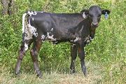 Killing Wind - Rose In The Wind x Over Kill - 2007 Heifer - t_3021