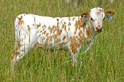 Duty Arisen - Mist Arisen x Super Duty - 2007 Heifer - t_3041