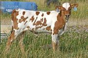 Win W Dew - Sena Dew x Win Win - 2007 Heifer - t_3131