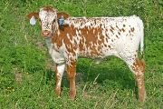 Limited Scope - High Hickory x Unlimited - 2007 Heifer - t_3133