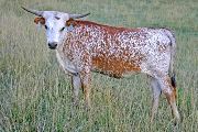 Shot Of Victory - Shot of Victory Yearling Heifer - t_3550
