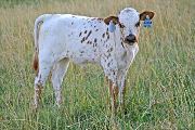 Shy Jube - Jubilee Win x Shy Streaker - 2007 Heifer - t_3551