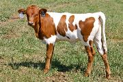 Cyber Superb - Cyber Field x Superb - 2007 Heifer - t_3645