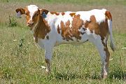 Super All Over - Over Shadowed x Superb - 2007 Heifer - t_3667