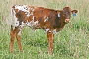 Killing Grace - Grace Under Fire x Over Kill Heifer - 2007 - t_4756